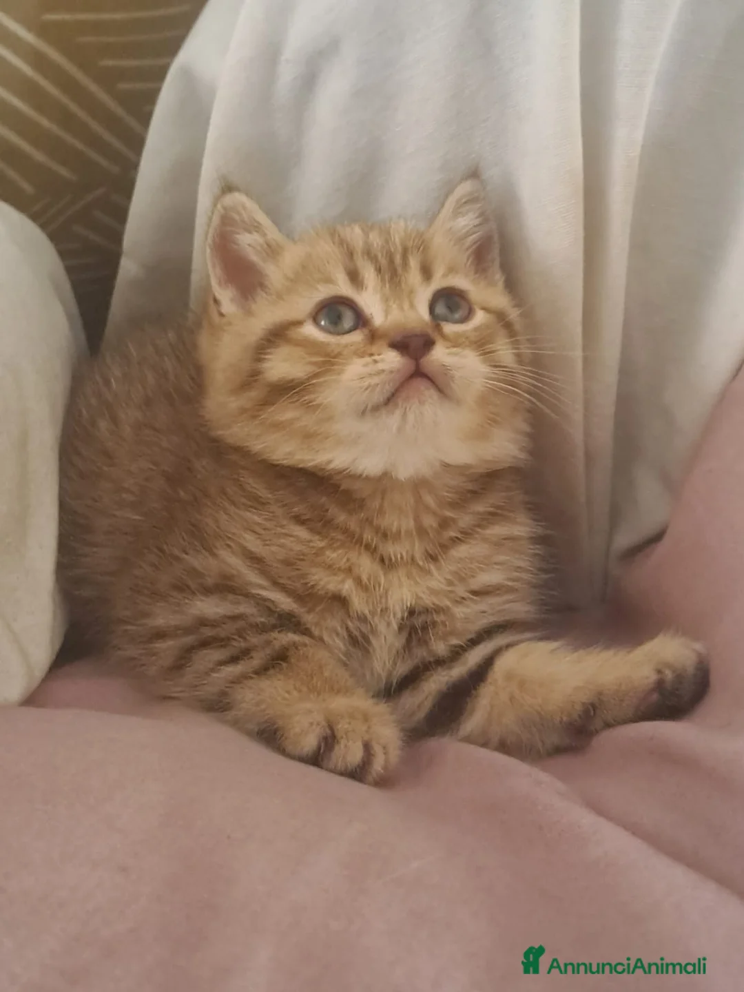 Scottish gatti in vendita: Fantastiche cucciole Scottish straight  - Annuncio 1