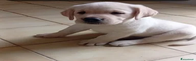 Labrador 5