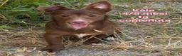 Meticcio cani in regalo: CUCCIOLI, URGENTE: TEMPO SCADUTO! a Provincia di Arezzo - Annuncio 3