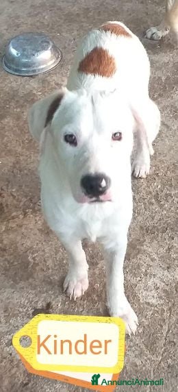 Meticcio cani KINDER altro dimenticato... - Annuncio 11