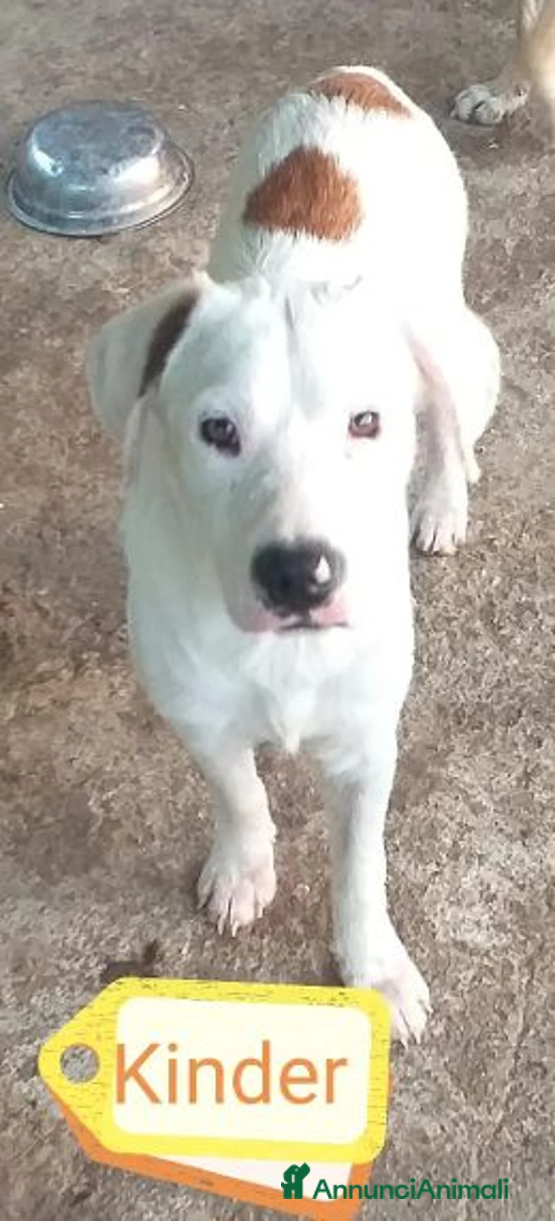 Meticcio cani in regalo: KINDER altro dimenticato... - Annuncio 1