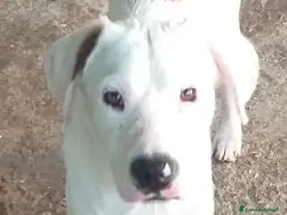 Meticcio cani KINDER altro dimenticato... - Annuncio 11