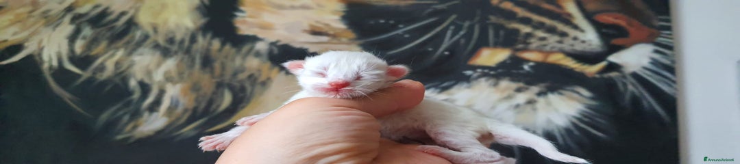 Siberiano Gattino maschietto 