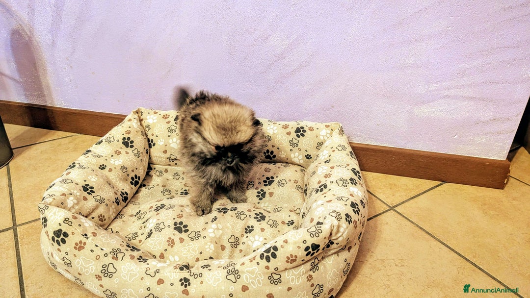 Volpino Pomerania cani in vendita: Volpino pomerania pedigree - Annuncio 5