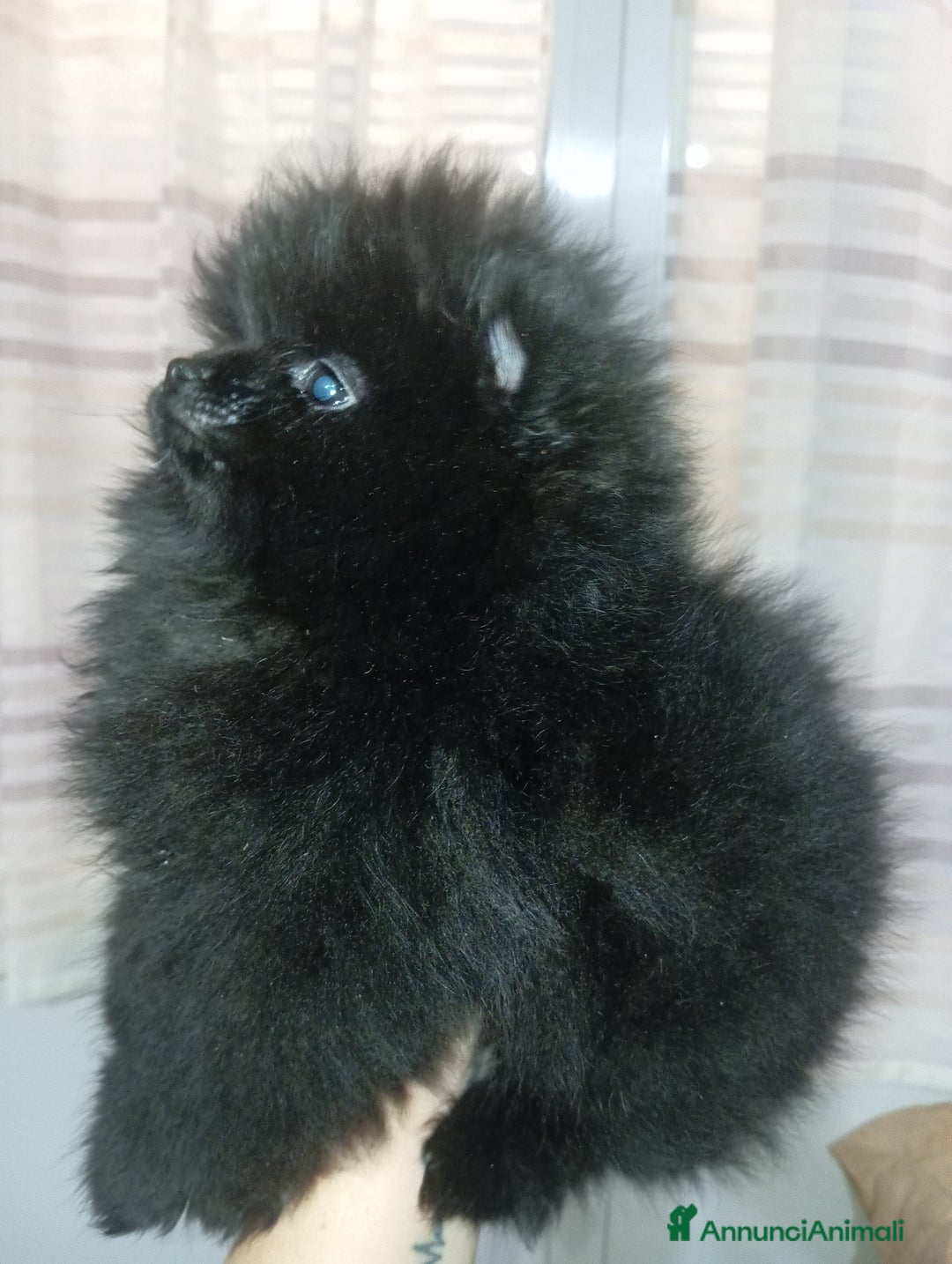 Volpino Pomerania cani in vendita: CUCCIOLA DI POMERANIA  - Annuncio 3