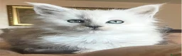 Maine Coon gatti in vendita: cuccioli di maine coon da allevamento ANFI  - Annuncio 3