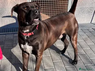 Meticcio cani NIGEL CERCA CASA - Annuncio 1