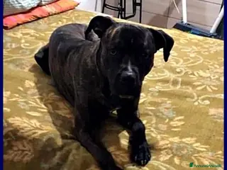 Meticcio cani TYSON 3anni bravo e sfortunato!Rimasto solo - Annuncio 15