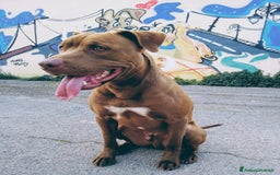 Pitbull cani in regalo: JAGO, GIOVANE PIT  a Città Metropolitana di Bologna - Immagine 4