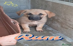 Meticcio cani in regalo: RUM fratellino di Whisky a Provincia di Treviso - Immagine 1