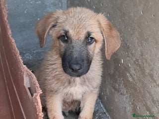 Meticcio cani RUM fratellino di Whisky a Provincia di Treviso - Annuncio 42