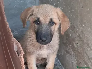 Meticcio cani RUM fratellino di Whisky a Provincia di Treviso - Annuncio 23