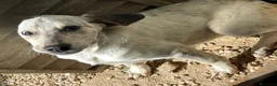 Meticcio cani in regalo: ADOTTACI - Annuncio 15