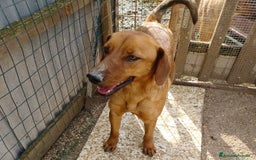 Meticcio cani in regalo: ELSA ASPETTA TE a Città metropolitana di Roma Capitale - Immagine 2