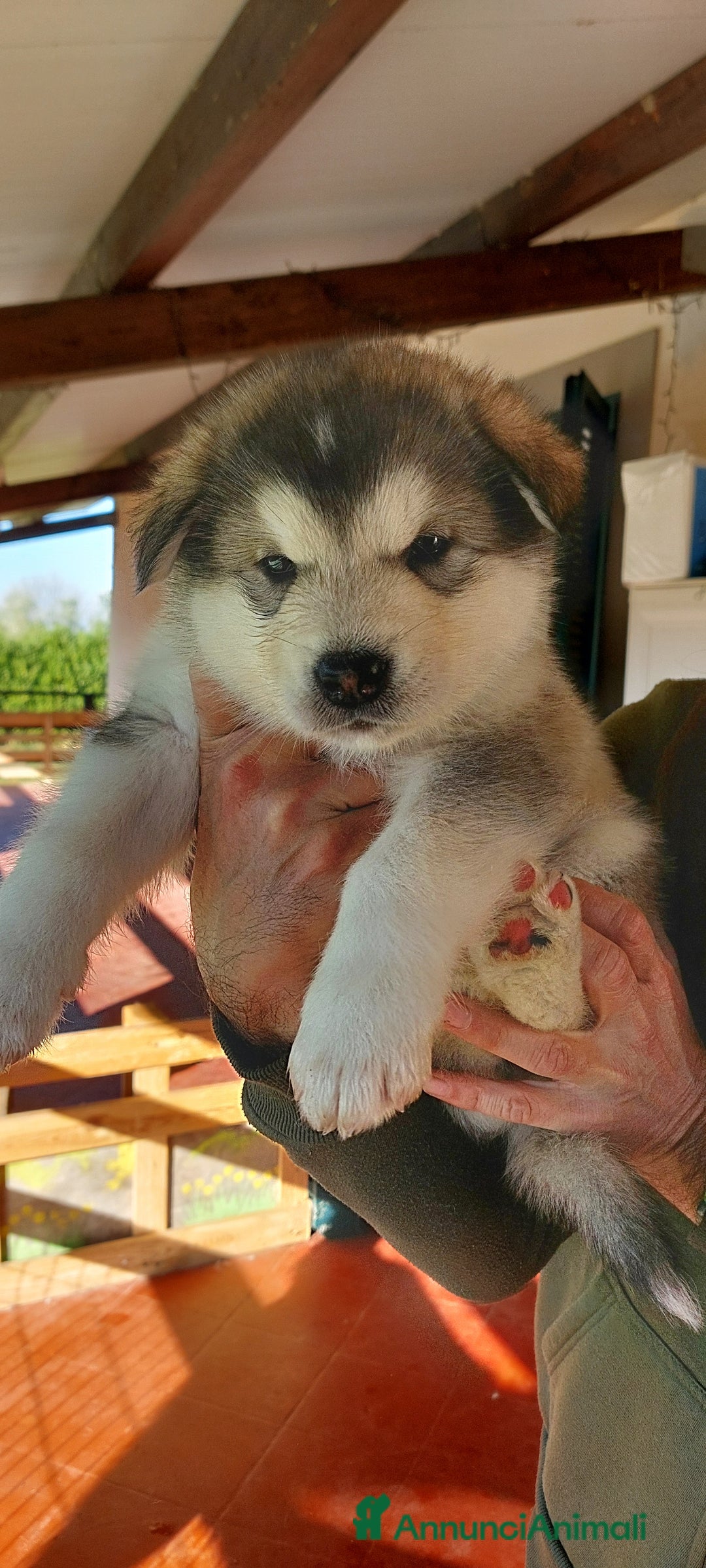 Alaskan Malamute cani in vendita: ALASKAN MALAMUTE ALTA GENEALOGIA - Annuncio 2