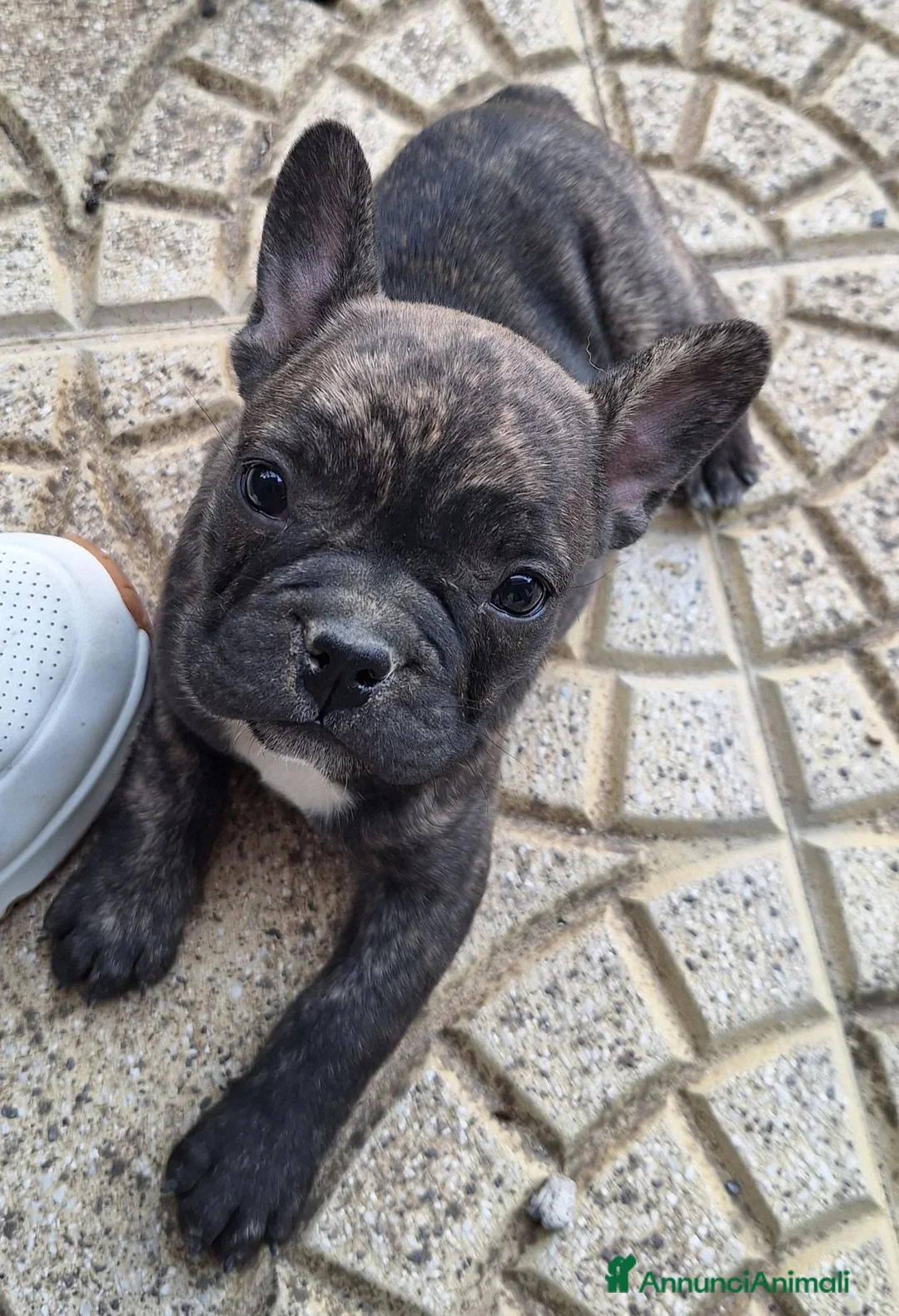 Bulldog Francese cani in vendita: Cucciola buldog francese a Libero consorzio comunale di Enna - Annuncio 2
