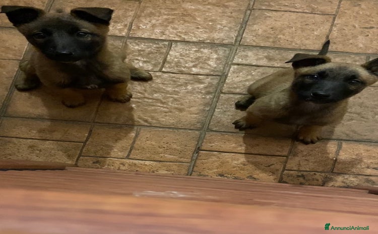 Pastore Belga cani Cuccioli pastore belga Malinois  - Annuncio 1