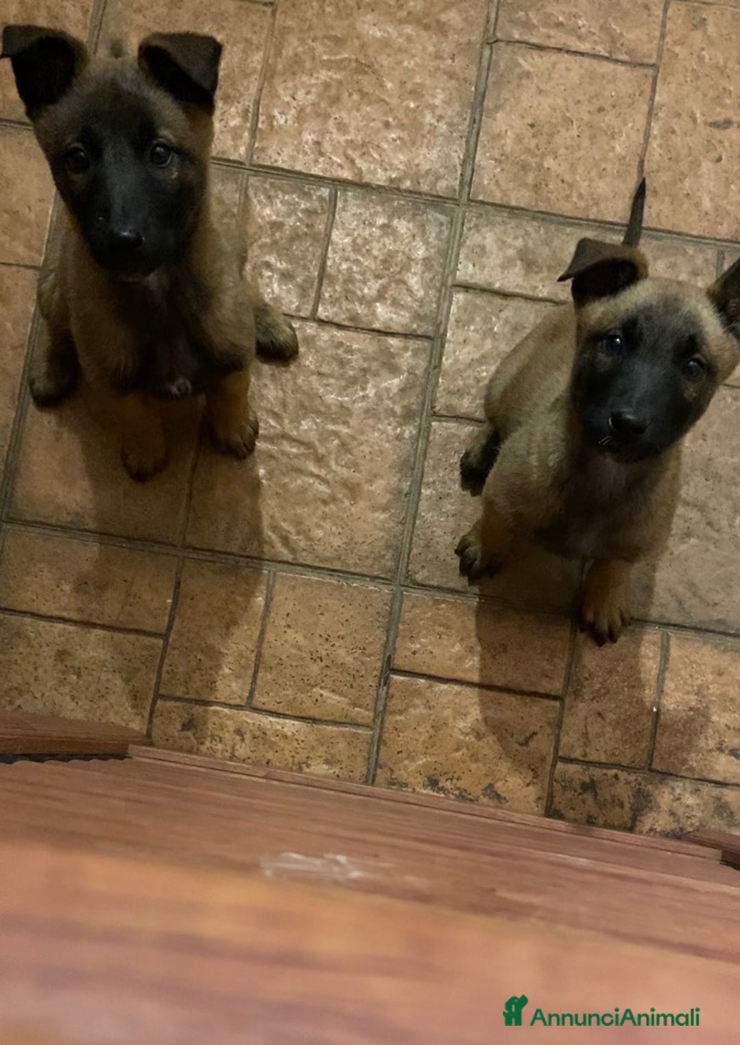 Pastore Belga cani in vendita: Cuccioli pastore belga Malinois  - Annuncio 2
