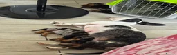 Bassotto cani in vendita: Bassotto arlecchino silver  a Città metropolitana di Roma Capitale - Annuncio 2