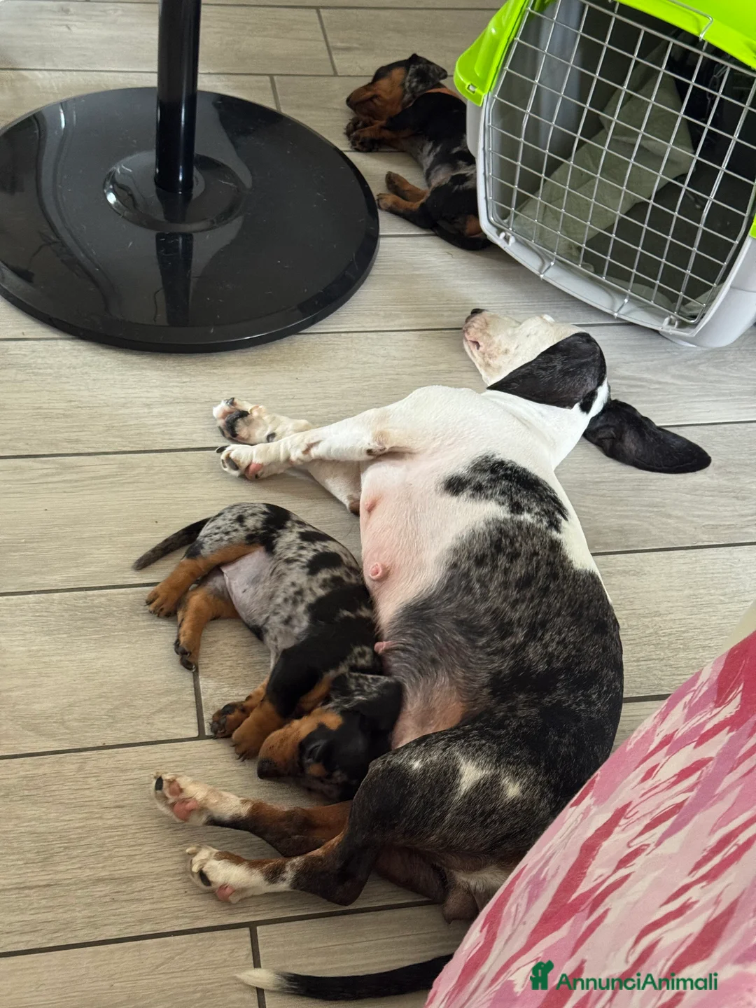 Bassotto cani in vendita: Bassotto arlecchino silver  a Città metropolitana di Roma Capitale - Annuncio 2
