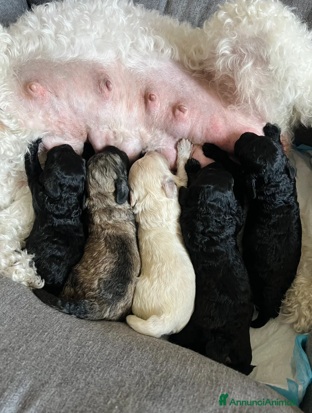 Barboncino cani in vendita: Barboncino Medio - Annuncio 1