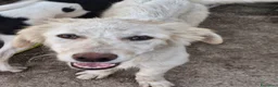 Meticcio cani in regalo: EROS 💙 una nuvola bianca con le zampe a Provincia di Perugia - Annuncio 6