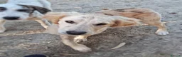 Meticcio cani in regalo: PANCETTA 🩷 prima osserva. Poi si avvicina. a Provincia di Vicenza - Annuncio 5