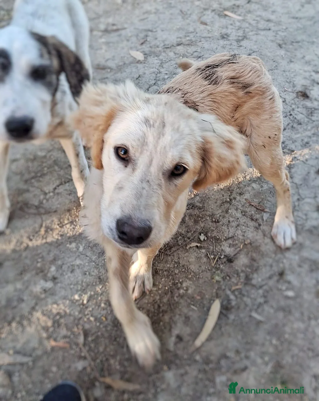 Meticcio cani in regalo: PANCETTA 🩷 prima osserva. Poi si avvicina. a Provincia di Pavia - Annuncio 5