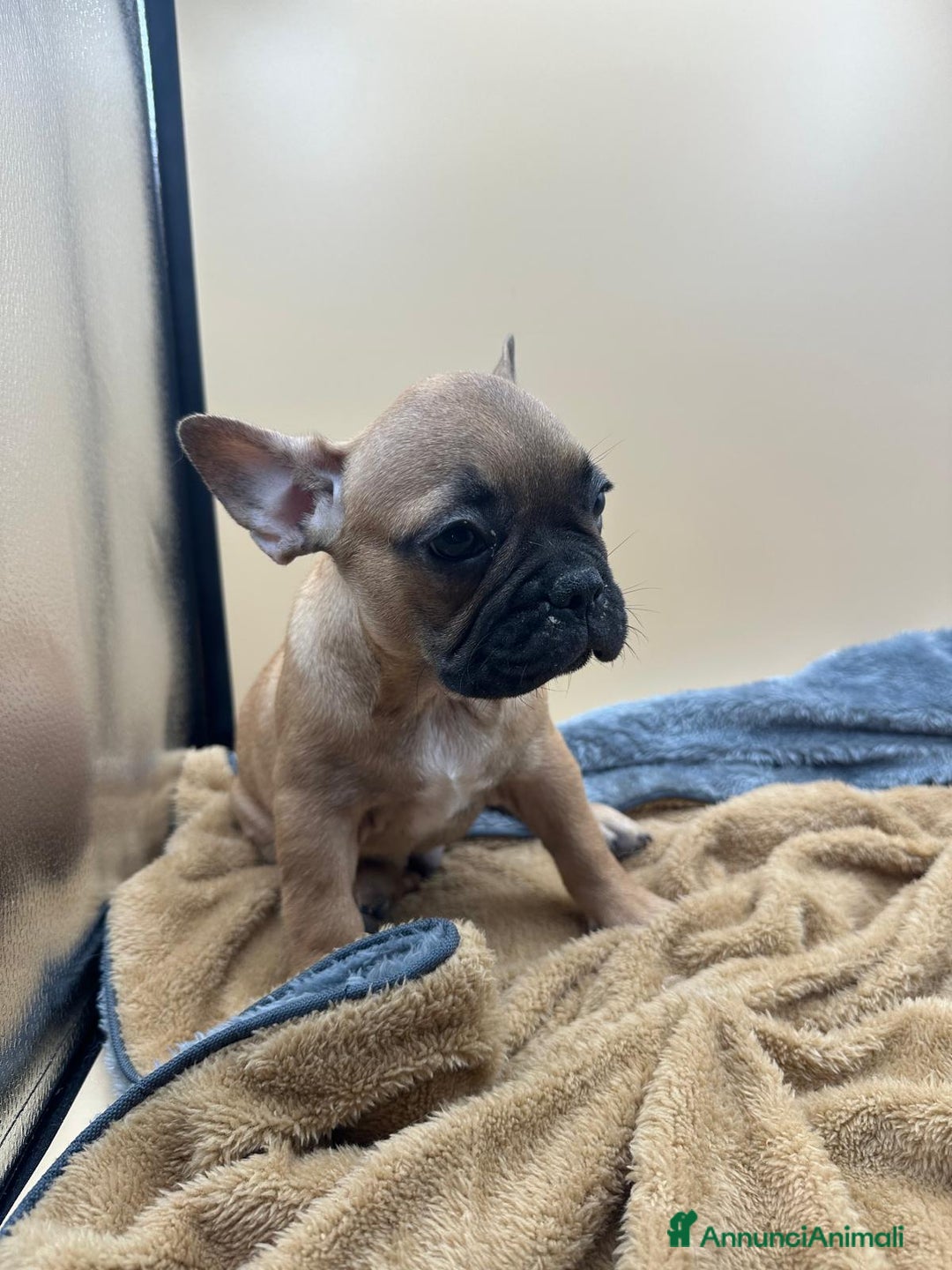 Bulldog Francese cani in vendita: Bouledogue Francese con Pedigree - Annuncio 12