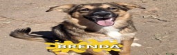 Meticcio cani in regalo: BRENDA 🩷 - cucciola di una dolcezza smisurata 🥺 - Annuncio 1