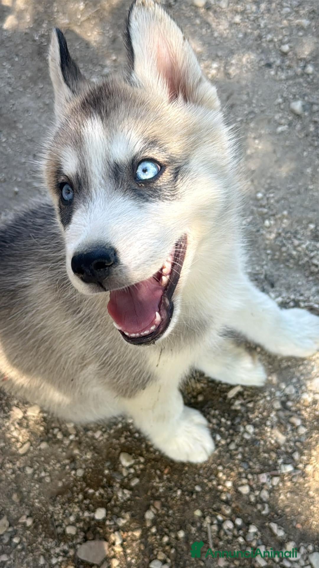 Husky cani Cuccioli Siberian Husky con Pedigree - Annuncio 4