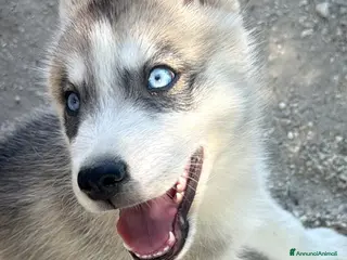 Husky cani Cuccioli Siberian Husky con Pedigree - Annuncio 4