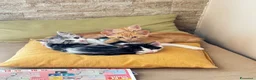 Europeo gatti in regalo: 4 cuccioline cercano casa  - Annuncio 7