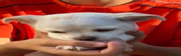 Chihuahua cani in vendita: Vendita  a Provincia di Varese - Annuncio 3