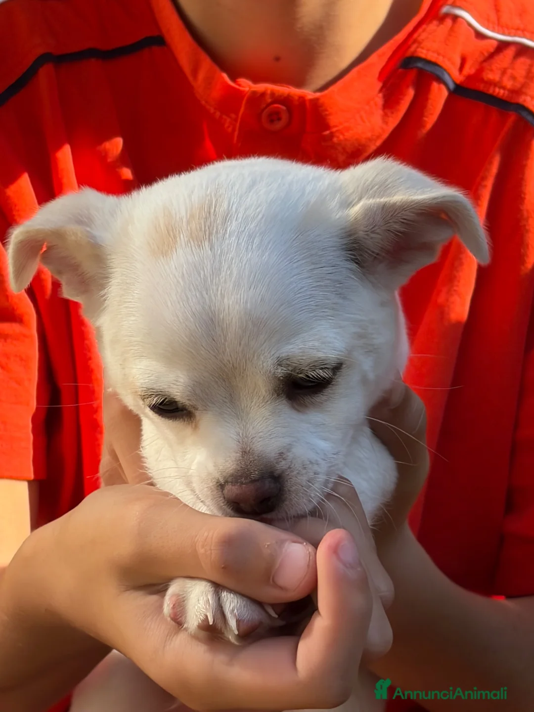 Chihuahua cani in vendita: Vendita  a Provincia di Varese - Annuncio 3