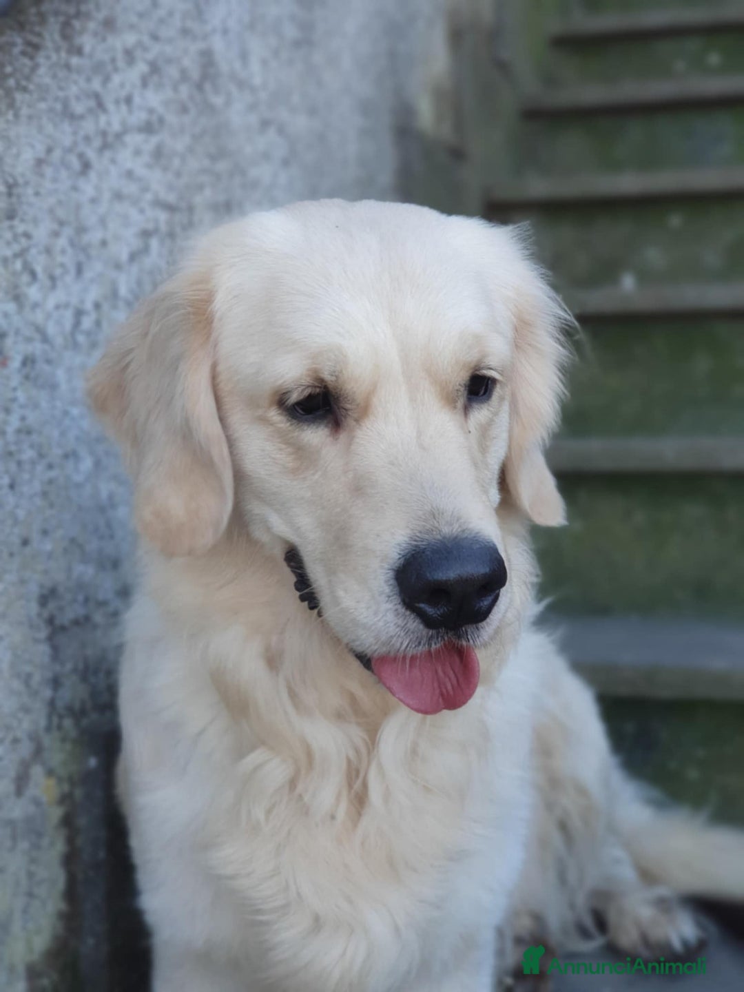 Golden Retriever cani in vendita: Cuccioli di Golden Retriever a Province of Terni - Immagine 4