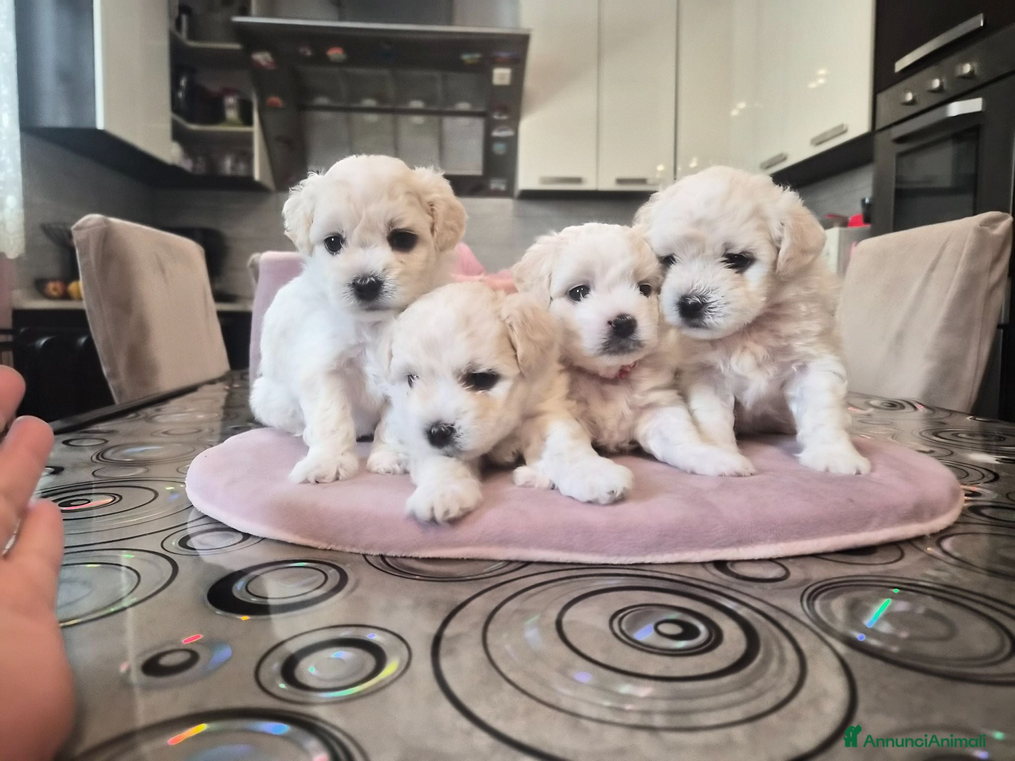 Maltese cani Cuccioli maltesi femmine pelo riccio  - Annuncio 1