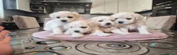 Maltese cani in vendita: Cuccioli maltesi femmine pelo riccio  - Annuncio 1