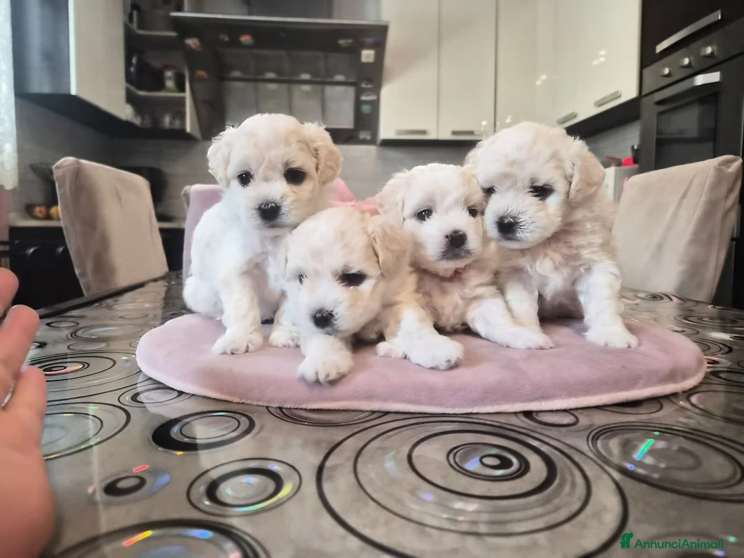 Maltese cani in vendita: Cuccioli maltesi femmine pelo riccio  - Annuncio 1