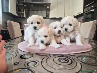 Maltese cani Cuccioli maltesi femmine pelo riccio - Annuncio 3