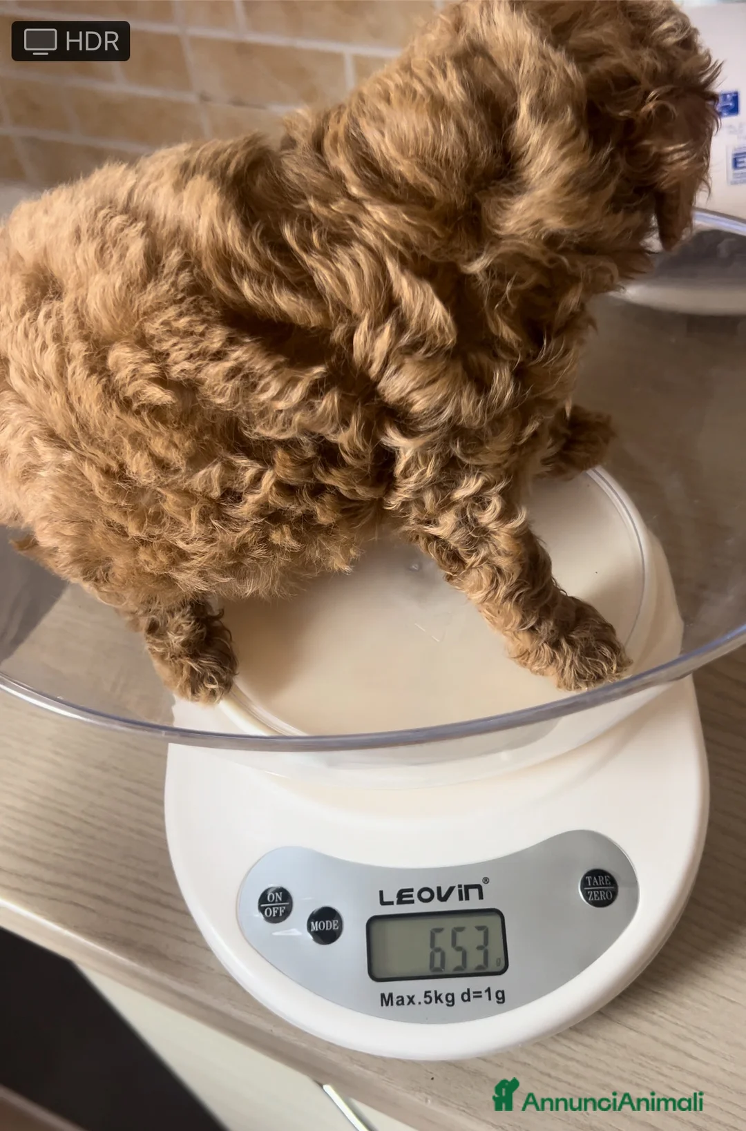 Meticcio cani in vendita: Barboncino Red brown  - Annuncio 2