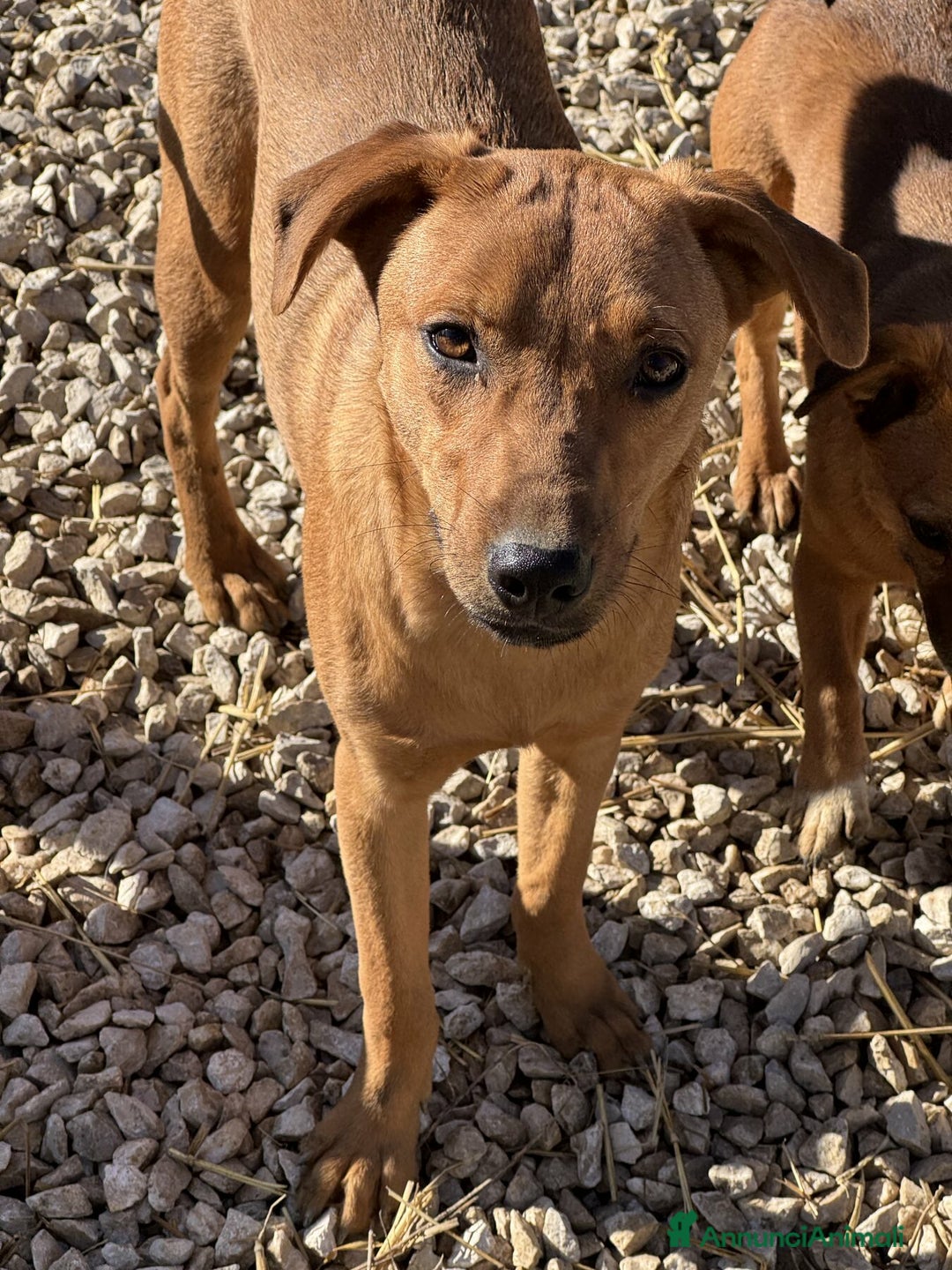 Meticcio cani in regalo: ARON e ARES, cuccioli dolci ma sfortunati  - Annuncio 6