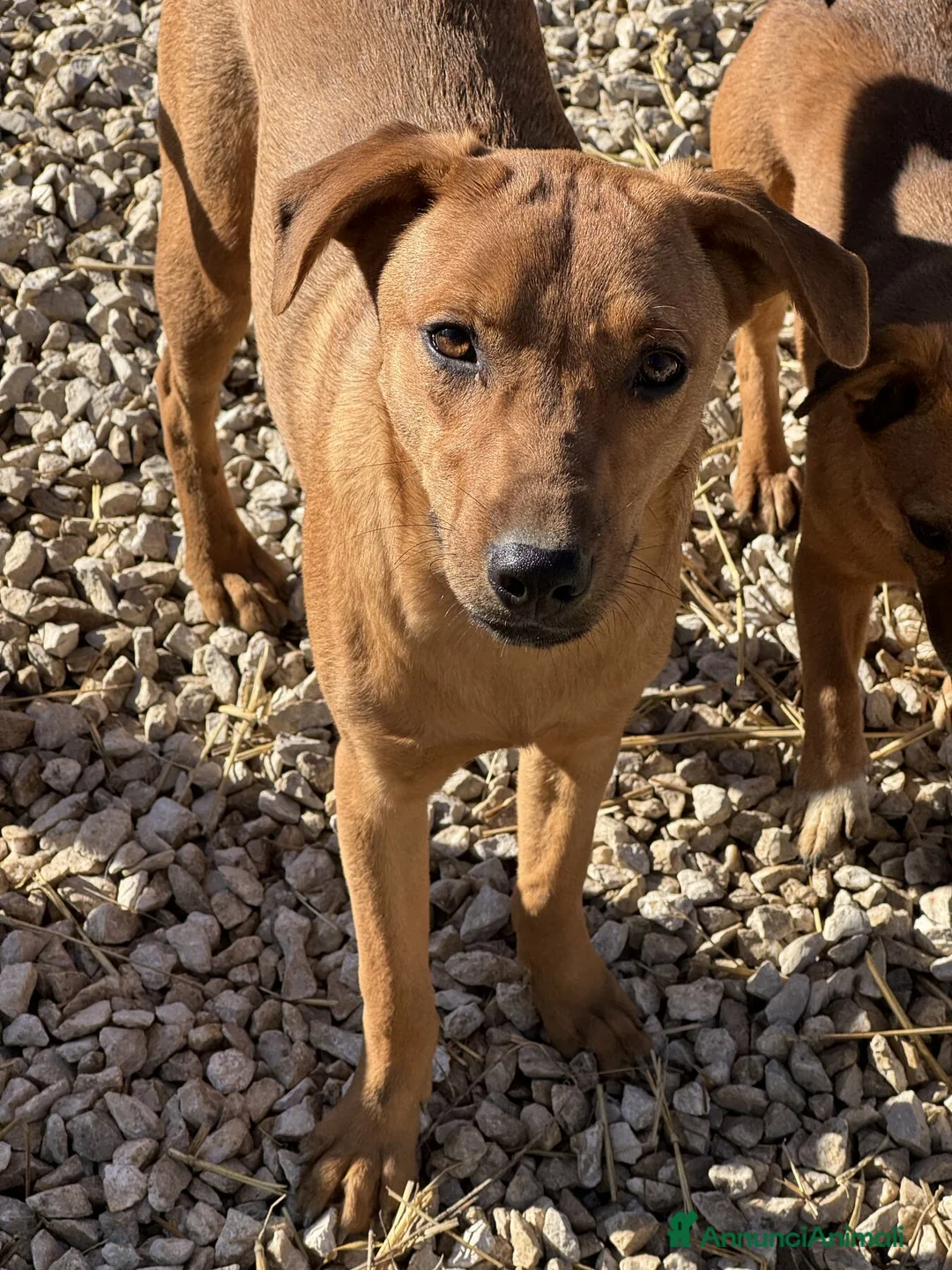 Meticcio cani in regalo: ARON e ARES, cuccioli dolci ma sfortunati  - Annuncio 6