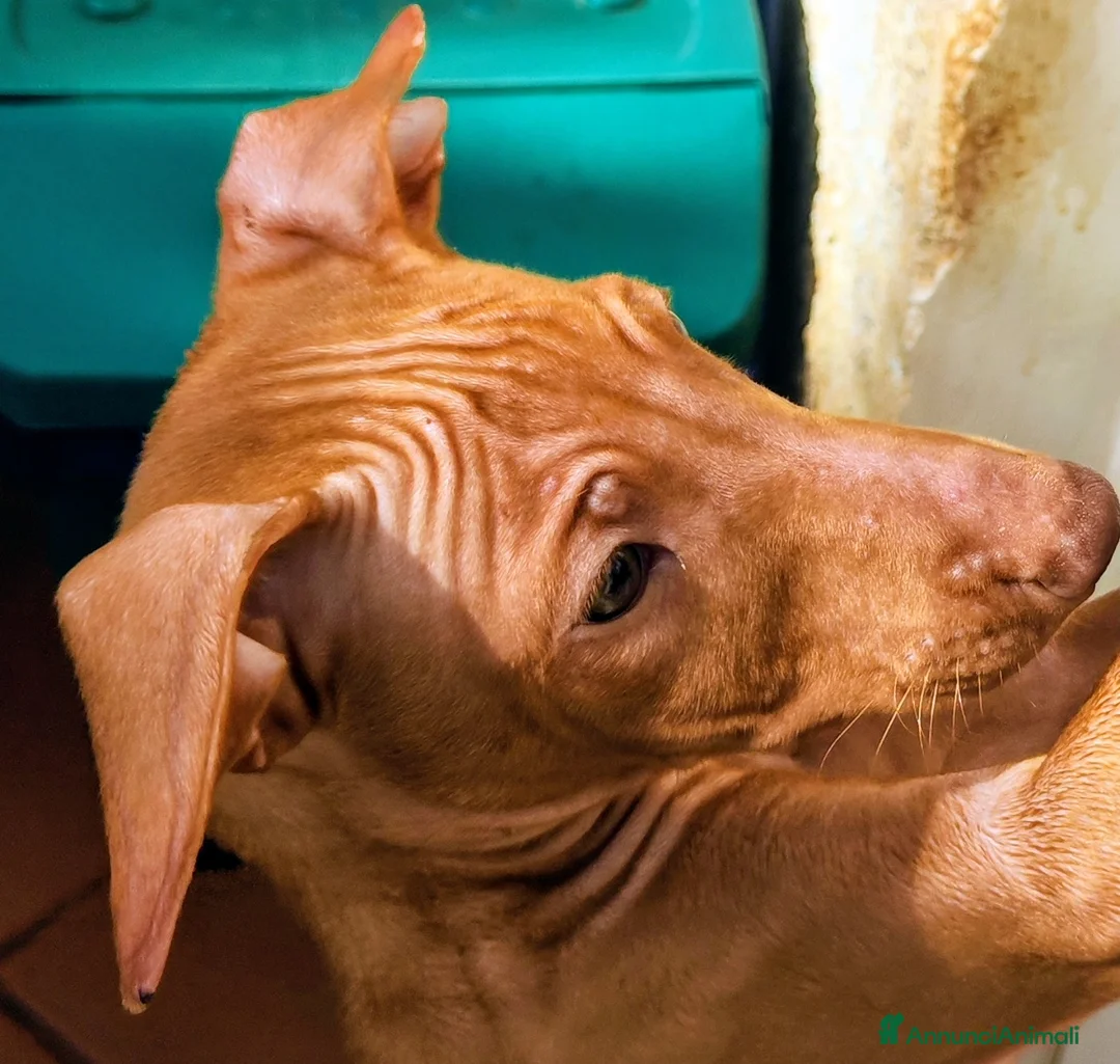 Cirneco dell'Etna cani in vendita: Cuccioli di Cirneco dell'Etna - Annuncio 6