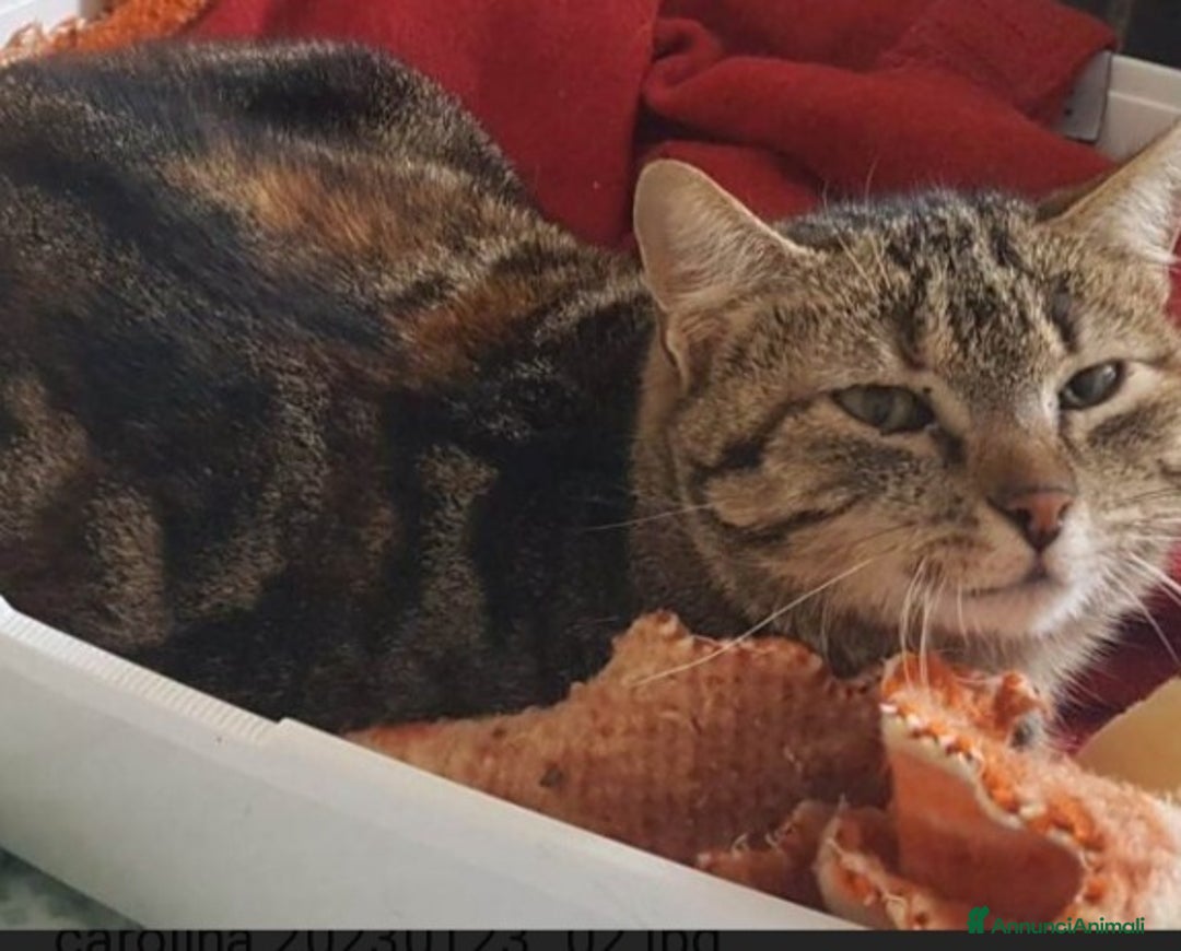 Europeo gatti in regalo: Mici mamma e figlio, giovani,salvati, FELV+.Puglia a Città Metropolitana di Milano - Annuncio 5