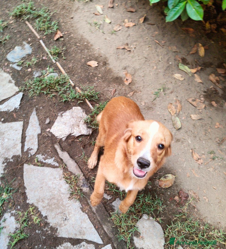 Meticcio cani REGALASI Meticci - Annuncio 15