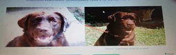 Labrador cani in vendita: cuccioli di labrador retriever - Annuncio 7