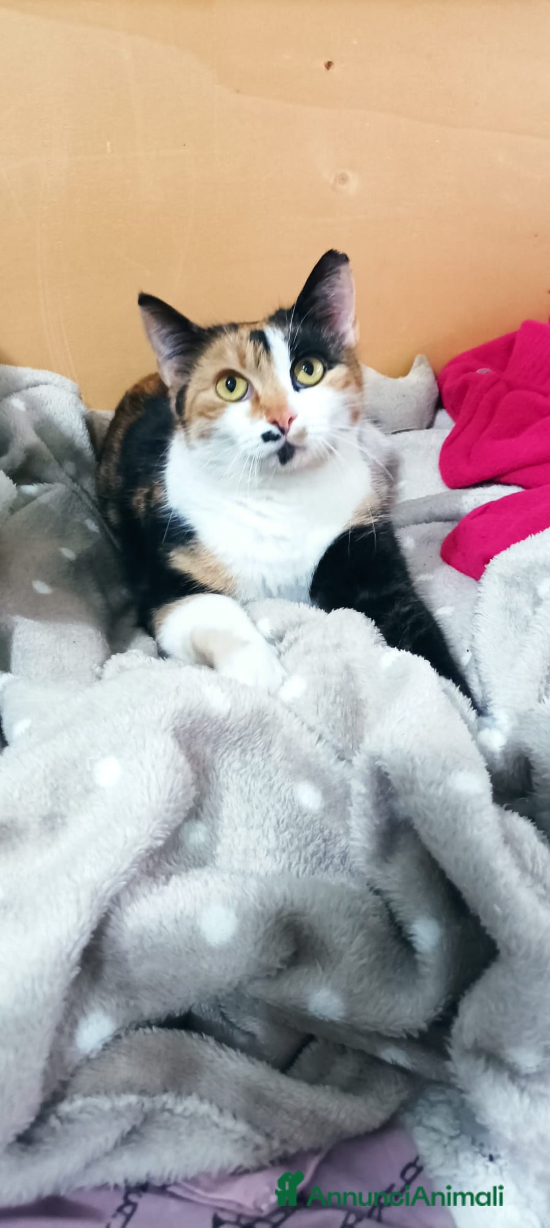 Meticcio gatti in regalo: Cucciola 6 mesi circa, bellissima Talia  - Annuncio 1