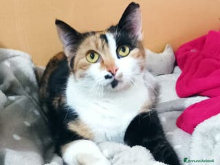 Meticcio gatti Cucciola 6 mesi circa, bellissima Talia - Annuncio 3