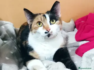 Meticcio gatti Cucciola 6 mesi circa, bellissima Talia - Annuncio 19